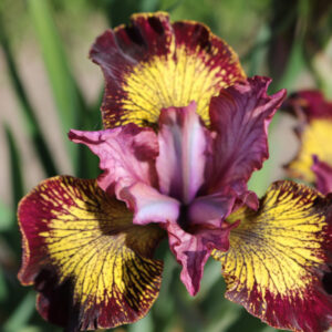 Iris Sibirica Peacock Butterfly Fiddles on Fire®