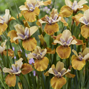 Iris sibirica Colonel Mustard