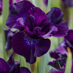 Iris sibirica Purpelicious