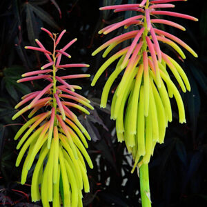 Kniphofia Rufa Rasta