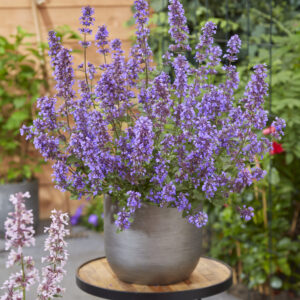 Nepeta faassenii Whispurr Blue®