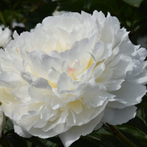 Paeonia lactiflora Fringed Ivory