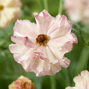 Ranunculus Rococo Pink Bicolour®