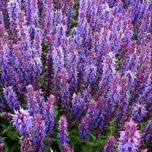 Salvia nemorosa Kate Glenn
