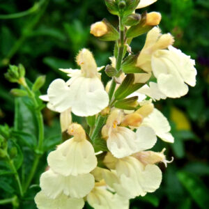 Salvia Lemon Pie