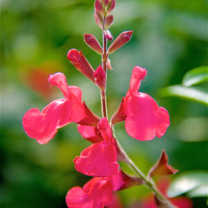 Salvia Lipstick