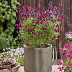 Salvia Magical® Zambezi