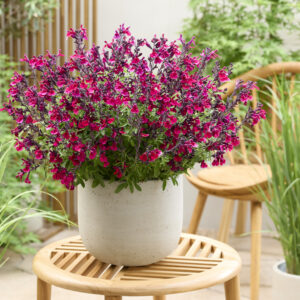 Salvia Magical® Zambezi