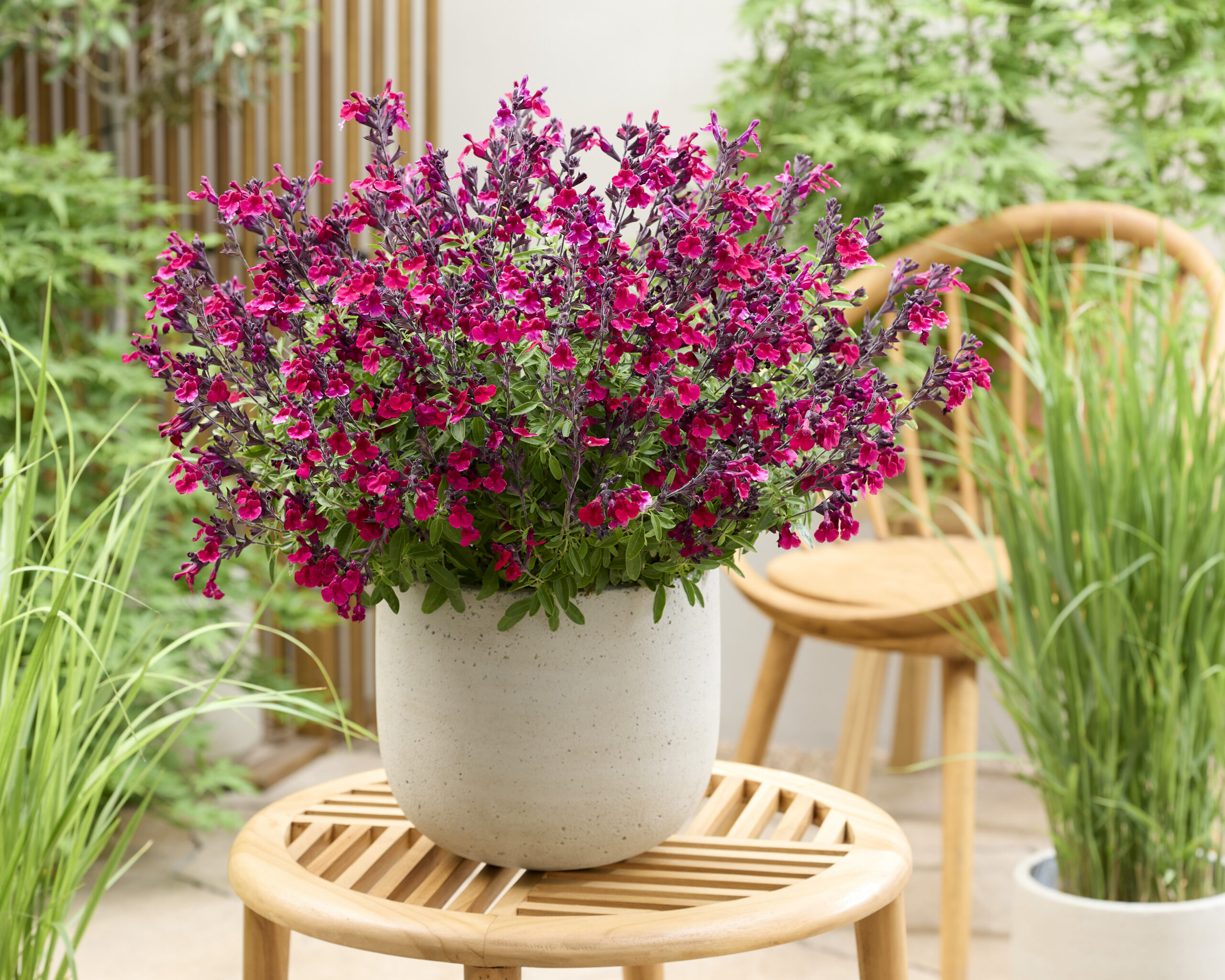 Salvia Magical® Zambezi - Walter Blom Plants B.V.
