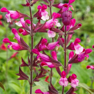 Salvia Pink Mulberry