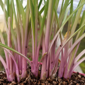 Tulbaghia Flamingo