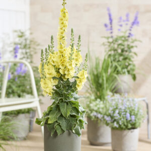 Verbascum Primrose Path