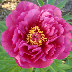 Paeonia Itoh Garden Candy® Evie Jane