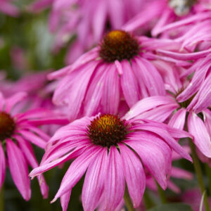 Echinacea compact Single Purple Emperor
