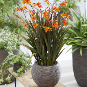 Crocosmia Bressingham Dark Fires