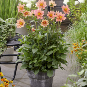 Dahlia Strawberry Bon Bon