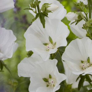 Lavatera Marshmallow Ice White