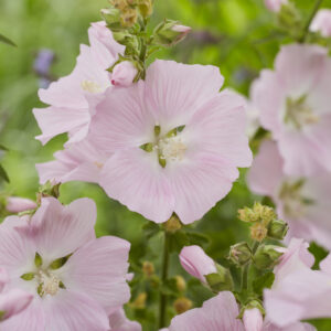 Lavatera Marshmallow Strawberry Cream