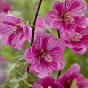 Lavatera Red Rum