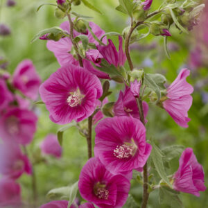 Lavatera Ruby Star