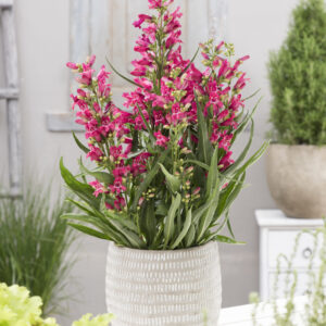 Penstemon Rock Candy® Ruby®