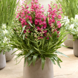 Penstemon Rock Candy® Ruby®