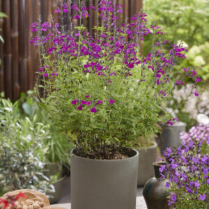 Salvia Magical® Tigris