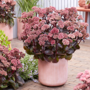 Sedum Black Knight
