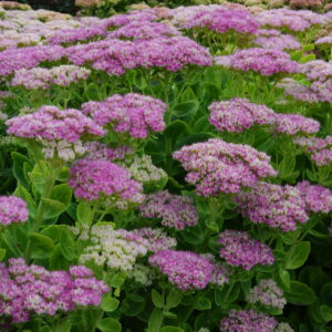 Sedum Carl