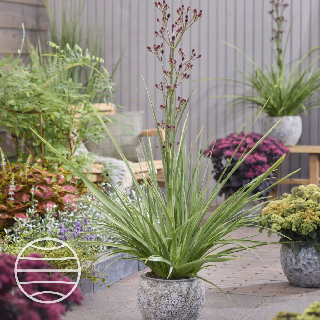 Eryngium Magical Red Thunder Walter Blom Plants B V Eryngium Magical Red Thunder Walter Blom Plants B V