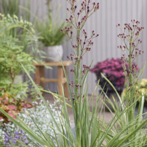 Eryngium Magical® Red Thunder