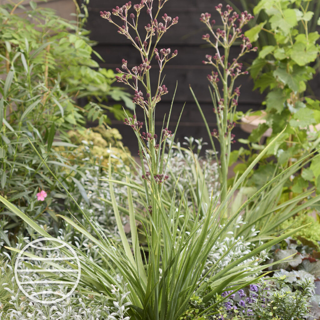 Eryngium Magical Red Thunder Walter Blom Plants B V Eryngium Magical Red Thunder Walter Blom Plants B V