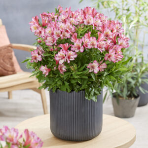 Alstroemeria Compact Charlotte