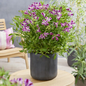 Alstroemeria Duke™ Valentine