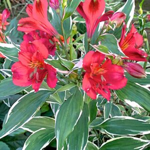 Alstroemeria Phoenix