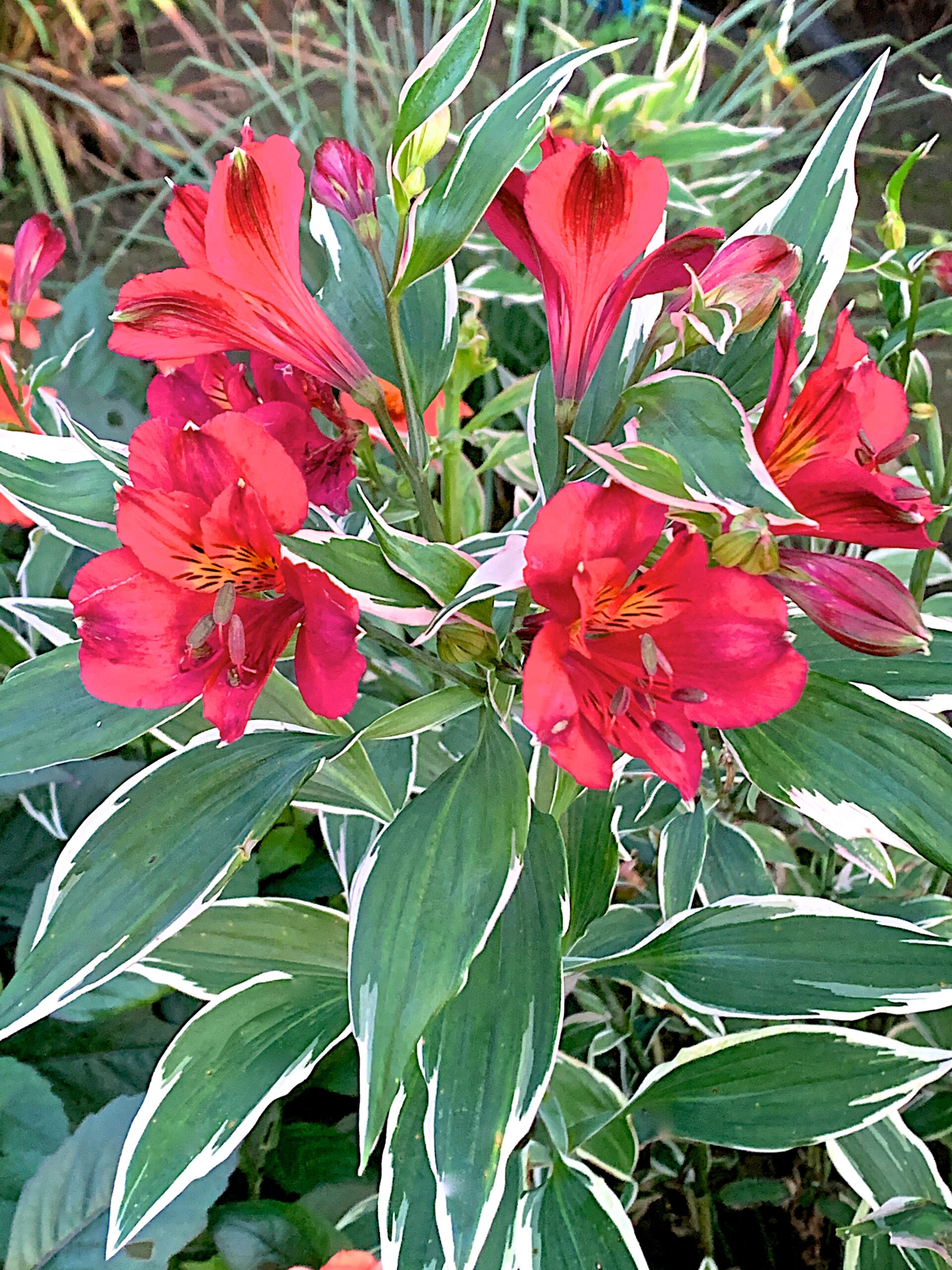Alstroemeria Phoenix - Walter Blom Plants B.V.