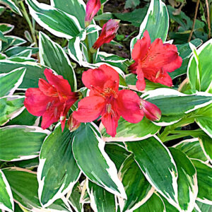 Alstroemeria Phoenix