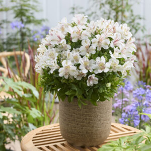 Alstroemeria Compact White Buttons