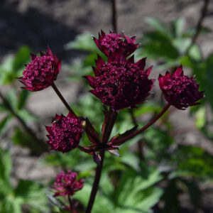 Astrantia major Burgundy Manor