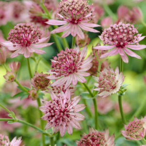 Astrantia major Roma