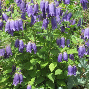 Campanula Sarastro