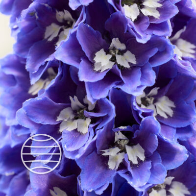 Rocket Pixie Delphinium Pixie Rocket® Sky Rocket - Walter Blom Plants B.V.