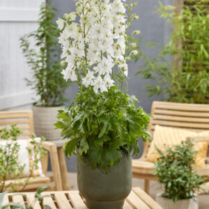 Delphinium Pixie Rocket® Moon Rocket