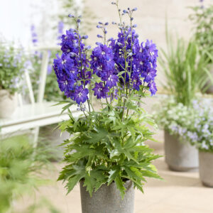 Delphinium Pixie Rocket® Neptune Rocket