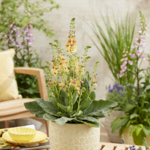 Verbascum Peach Champagne®