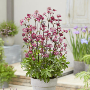 Astrantia major Sparkling Stars™ Red