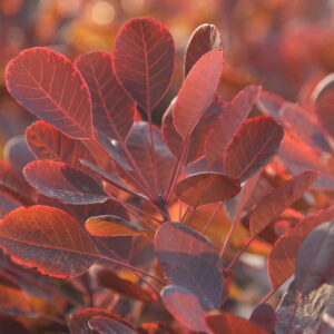 Cotinus coggyria Lilla
