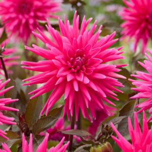 Dahlia Electro Pink