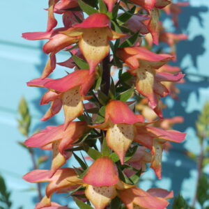 Digitalis Firebird