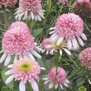 Echinacea purpurea Candy Floss®